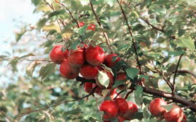 Tree Fruit Worker and Union Sue U.S. Department of Labor for Changing Harvest Piece Rate Wages to Far Lower Minimum Wage