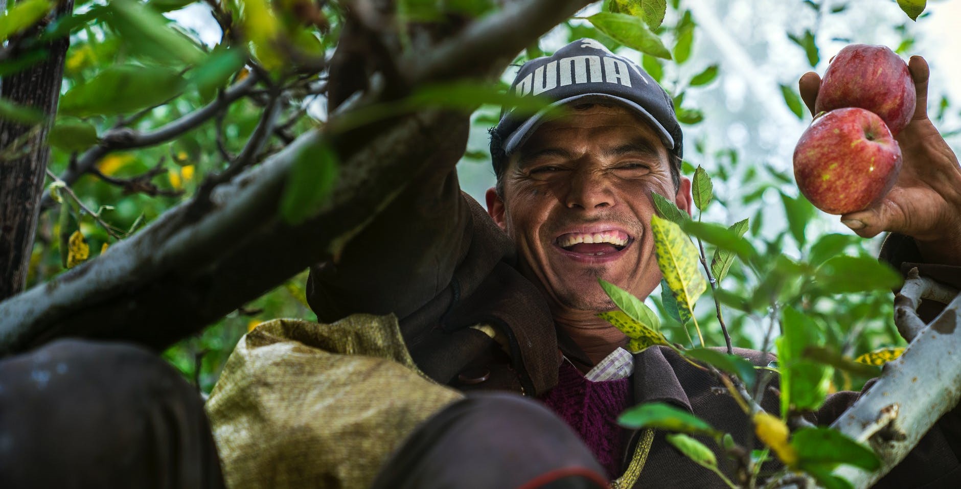 Smiling farm worker picking apples.