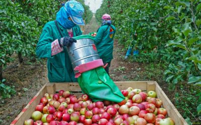 WA Farmworker Union Sues U.S. Department of Labor Over Failure to Protect Harvest Wages