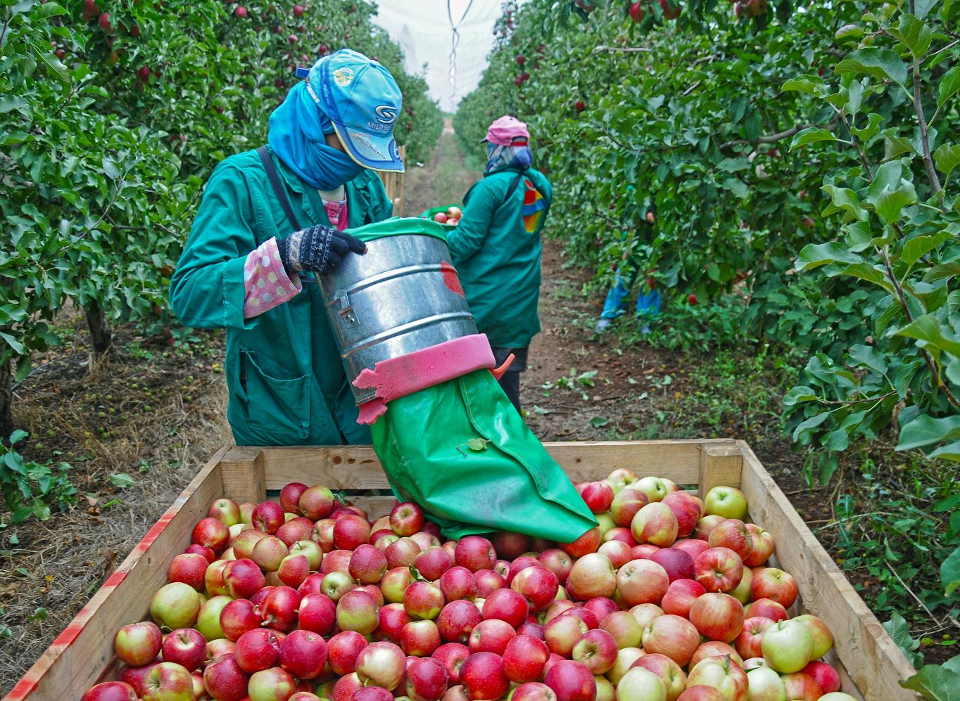WA Farmworker Union Sues U.S. Department of Labor Over Failure to Protect Harvest Wages